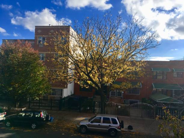 Fall leaves on Brooklyn street blue sky