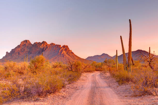 istock Ironwood National Monument in Arizona 2198922831