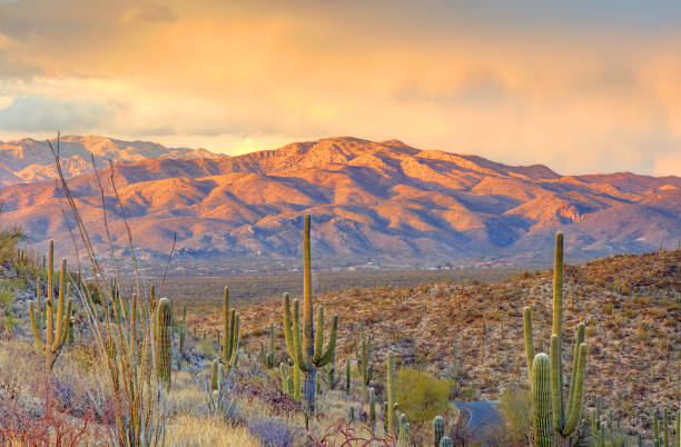 istock Saguaro National Park East 2198922853