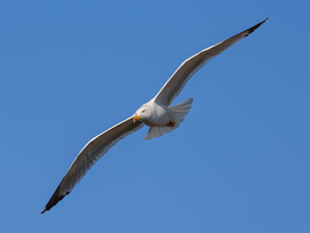 istock A Yellow-legged Gull flying towards the sunset with its fully visible wings. 2198923140