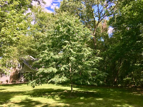 istock A living American Chesnut Tree in Connecticut 2198924931