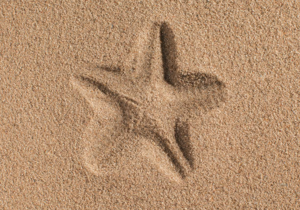 Starfish and shells with sand as background. Sand texture