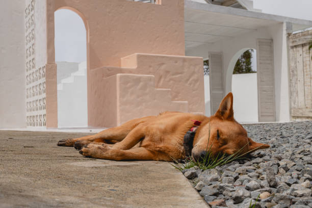 Dog Resting asleep in Front of unfinished architectural structure