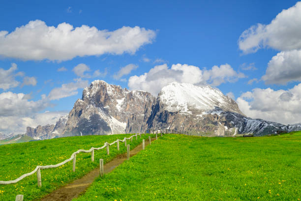 Seiser Alm or Alpe di Siusi -  with Sassolungo - Langkofel mountain group in background during springtime in the Dolomites. Yellow spring flowers in the meadows and some wooden chalets sheds on the high plain in the Alps, Trentino Alto Adige, South Tyrol, Italy.