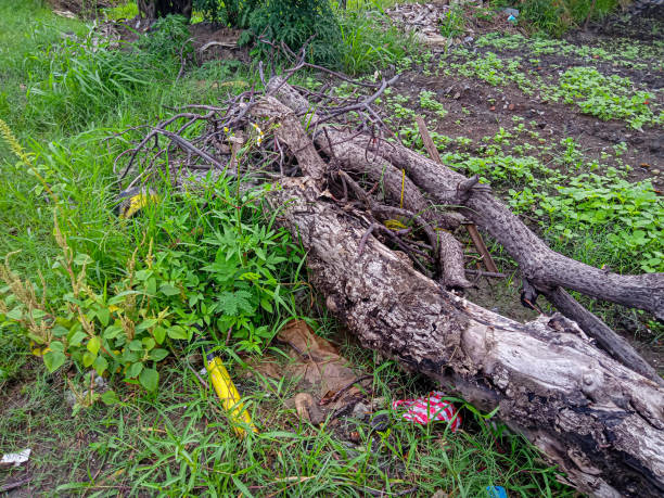 istock worn and rotten tree trunks on the grass ground 2198927931