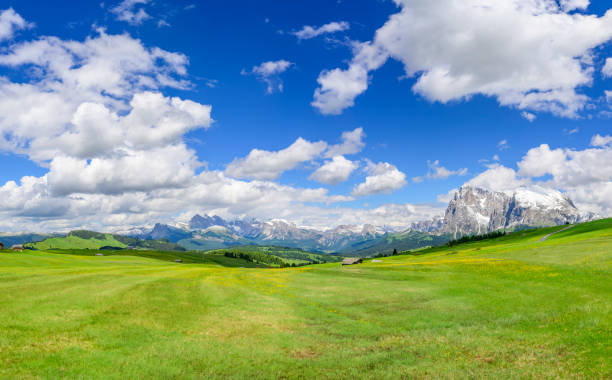 Seiser Alm or Alpe di Siusi -  with Sassolungo - Langkofel mountain group in background during springtime in the Dolomites. Yellow spring flowers in the meadows and some wooden chalets sheds on the high plain in the Alps, Trentino Alto Adige, South Tyrol, Italy.