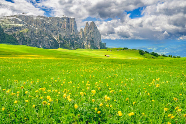 Seiser Alm or Alpe di Siusi -  with Sciliar massif  group in the background during springtime in the Dolomites. Yellow spring flowers in the meadows and some wooden chalets sheds on the high plain in the Alps, Trentino Alto Adige, South Tyrol, Italy.