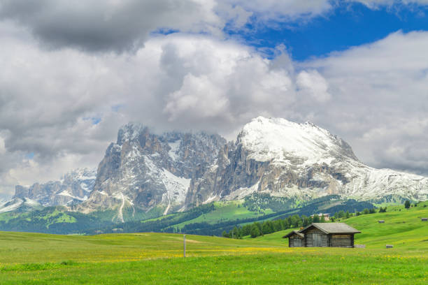 Seiser Alm or Alpe di Siusi -  with Sassolungo - Langkofel mountain group in background during springtime in the Dolomites. Yellow spring flowers in the meadows and some wooden chalets sheds on the high plain in the Alps, Trentino Alto Adige, South Tyrol, Italy.