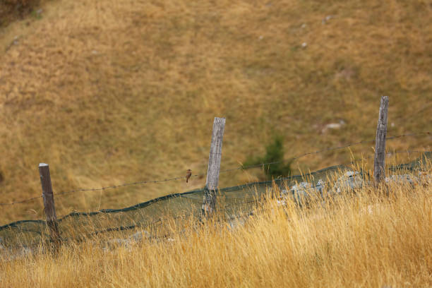 Rustic farm boundary fence with a wild blackberry bush growing at the base of timber posts and barbed wire strands on an Australian farm in New South Wales