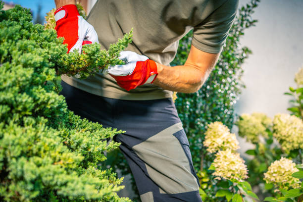 istock Gardener Trimming Bushes in a Residential Backyard During Daylight Hours 2198928789