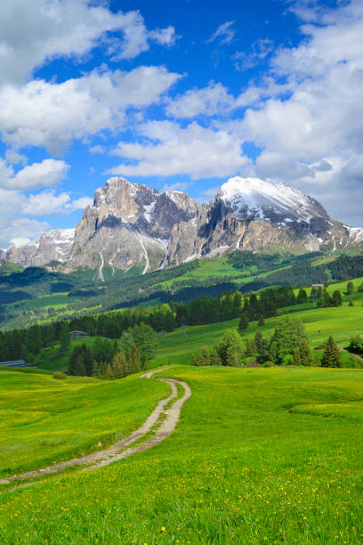 Seiser Alm or Alpe di Siusi -  with Sassolungo - Langkofel mountain group in background during springtime in the Dolomites. Yellow spring flowers in the meadows and some wooden chalets sheds on the high plain in the Alps, Trentino Alto Adige, South Tyrol, Italy.