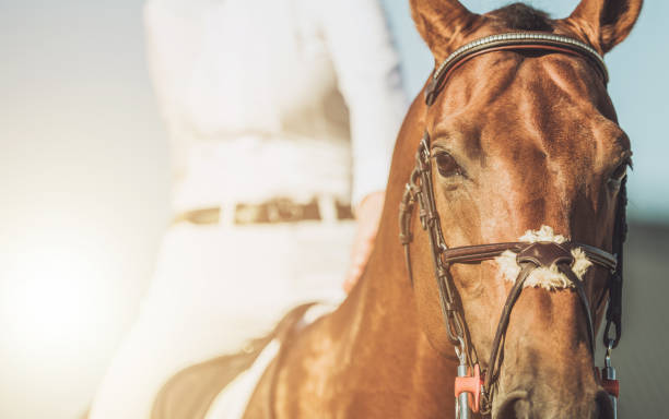 istock Horse Rider Prepares for Competition Under Bright Sunlight 2198930060