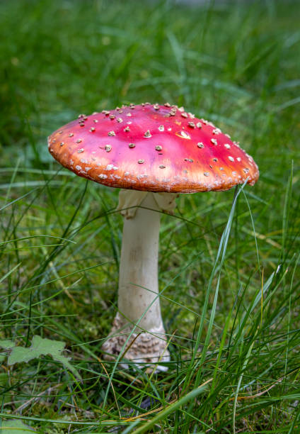 A bright red Fly Agaric (Amanita muscaria) mushroom with white spots stands out in a lush grassy field. Its iconic appearance and toxic nature make it both striking and dangerous. Often found in forests, this mushroom adds a touch of color to the natural landscape, evoking a sense of whimsy and mystery.