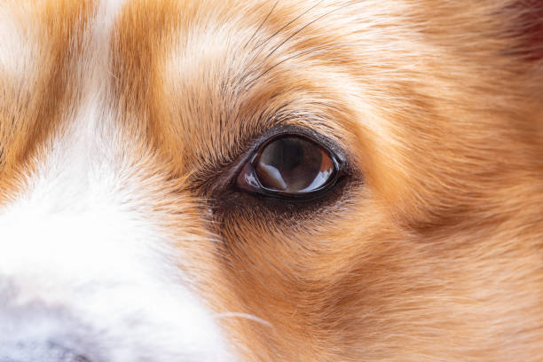 istock Welsh Corgi Pembroke Face 2198932265