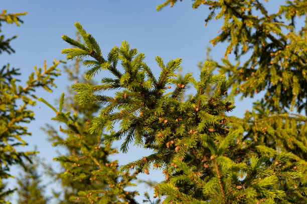 istock Green spruce branches with cones on blue sky background, close up 2198932638