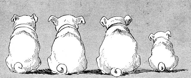 Waiting for Their Dinner, drawing by Louis Wain. Group of pugs sitting in a row waiting patiently for their dinner. Vintage etching circa 19th century.