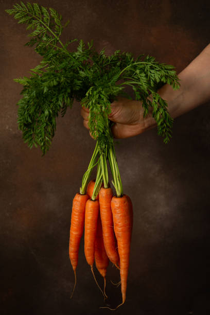 Woman's hand holding a bunch of fresh orange carrots with green leaves in front of her on black background