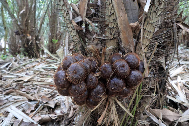 istock Group of Fresh Snake Skin Fruit Hanging on a Tree 2198939108