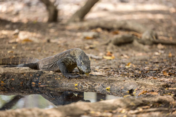 istock komodo dragon, komodo island, indonesia 2198942306