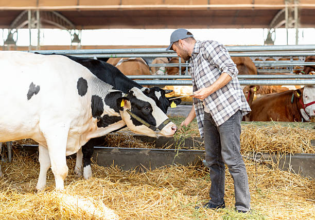 istock Man farmer using a digital tablet to inspect cows on a livestock farm 2198943077