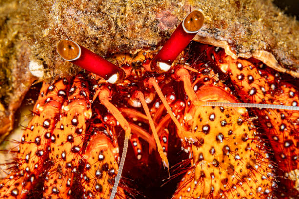 The White-spotted Hermit Crab or Red Hermit Crab Dardanus megistos occurs widespread in the tropical Indo-Pacific from East Africa to Hawaii in a depth range from 0 to 50m, max. length 20cm, max. reported age 30 years. \nThe species has hairy red legs with black-edged white dots. It has unequal-sized claws -- the left one is larger -- which it will use to catch food. It lives inside empty gastropod shells. \nLembeh Strait, Indonesia \n1°27'39.69 N 125°14'33.342 E at 23m depth