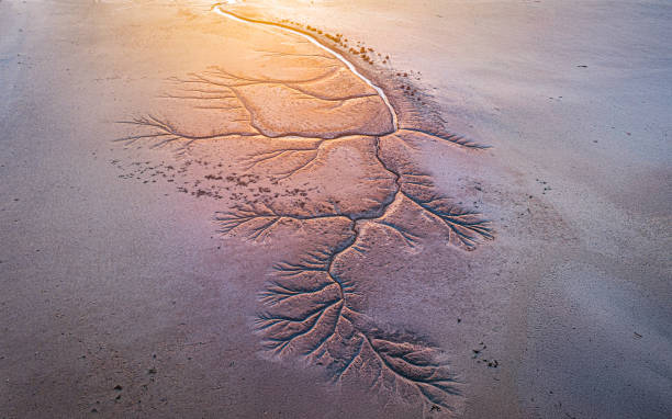 istock Tide Trees at the Yellow Sea Tidal Flats 2198944187