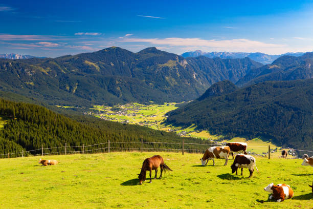 A white-faced brown alpine cow in an alpine pasture near Spital am Pyhrn