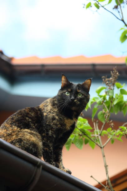 istock A tortoiseshell cat with green eyes sits on the roof on a sunny spring day. 2198946624