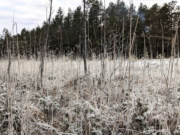 istock Frost-covered field with dry grass, sparse vegetation, and tall reeds standing against a dense forest backdrop under a cloudy sky in Telemark, Norway, creating a serene winter atmosphere 2198946654