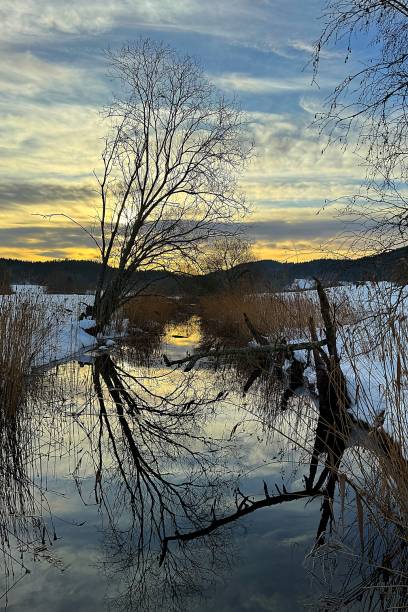 istock Serene winter landscape in Oslo, Norway, with a bare tree reflecting in a calm stream surrounded by snow-covered banks, reeds, and a colorful sunset sky 2198946655