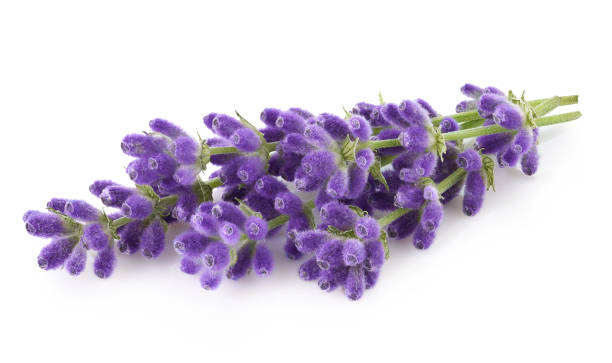 istock Lavender flowers isolated on white background 2198948065