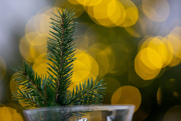 Festive Greenery with a Beautifully Glowing Bokeh Background for a Magical Ambiance