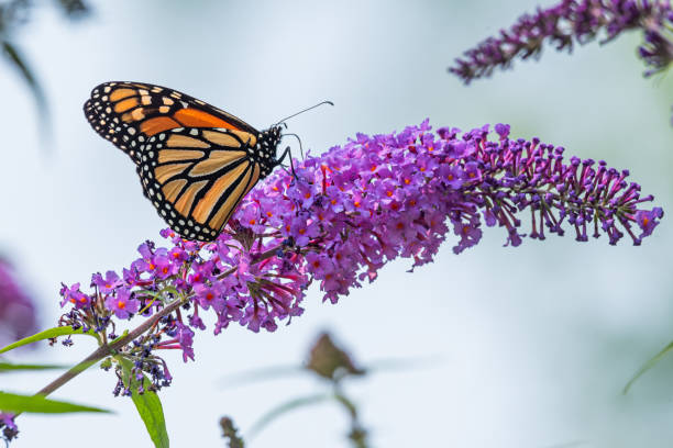 Monarch butterfly perched on purple butterfly bush flowers