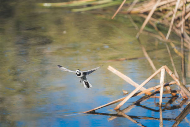 White wagtail captured in mid-flight over a reflective wetland, with blurred reeds and calm water creating a natural background