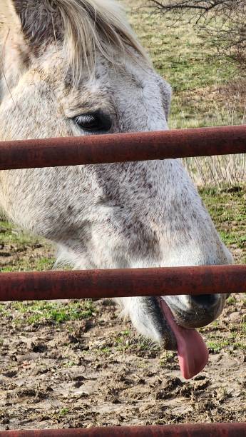 istock Donkey, Horses, Geese, and Full Moon 2198951562