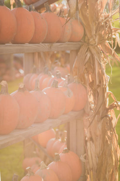 Greeting card with pumpkins. Autumn decor with copy space.