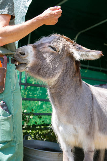 A donkey nibbles on a man's waistband