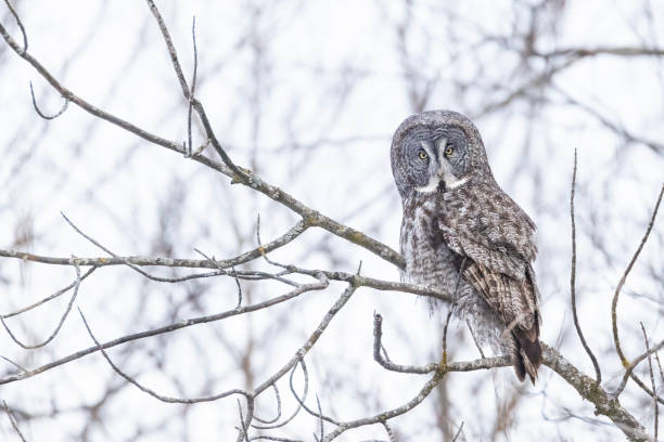 istock The great grey owl  in winter 2198954524