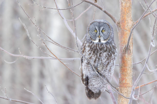 istock The great grey owl  in winter 2198954528
