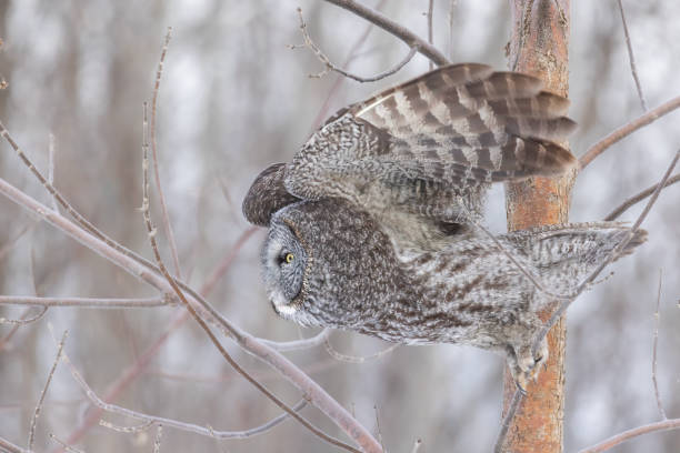 istock The great grey owl  in winter 2198954563