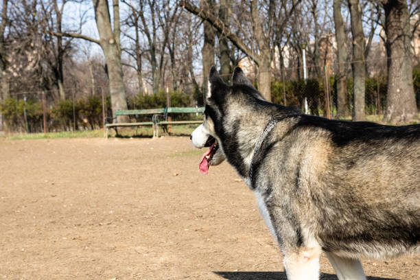 Siberian husky dog playing in the park