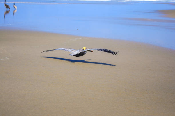 A bird is flying low over a sandy beach with its wings fully spread, casting a reflection on a shallow pool of water. The background features a coastline with hills and sparse vegetation.