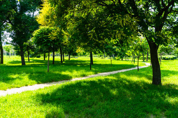 Alley in the park - summer scenery