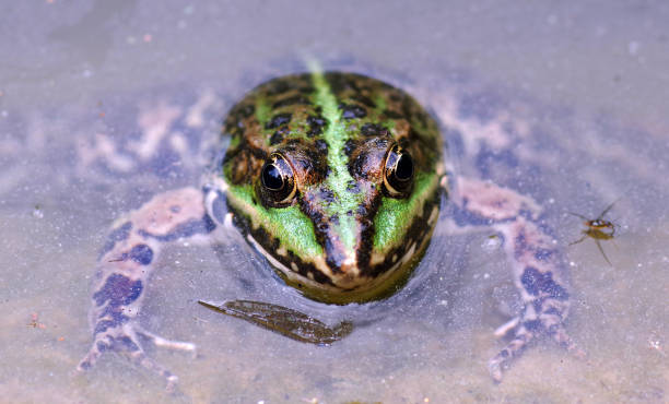 istock river frog in water close-up 2198957780