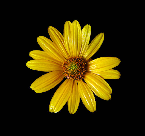 yellow daisy flower isolated on black. yellow chamomile close-up. top view