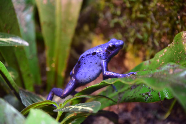 istock Side Profile of a Blue Poison Dart Frog 2198958616