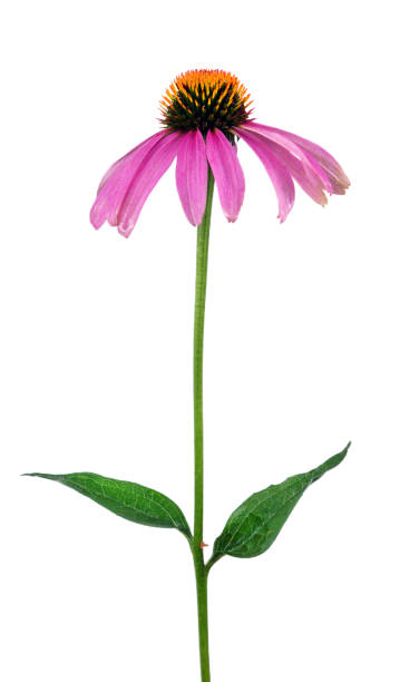 istock echinacea purpurea flower isolated on white 2198959669