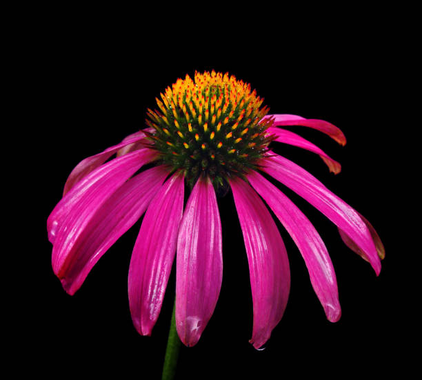 Coneflowers (Echinacea) with white petals in full bloom in the sun with others in blurred background