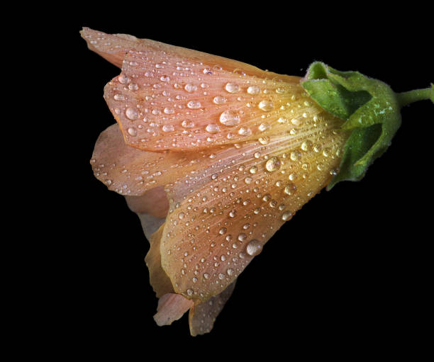 bright beige flower bud isolated on black. mallow flower in dew drops close-up