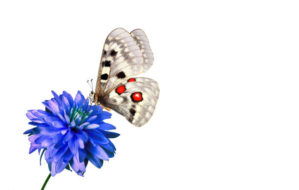 bright Apollo butterfly on blue flower in water drops isolated on white.